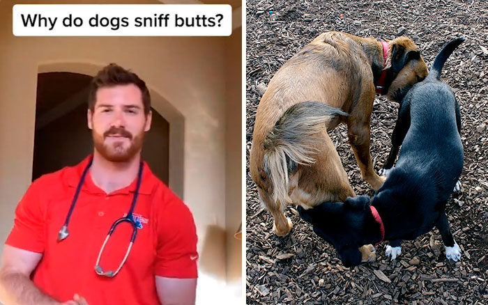 Pet-Care-Tips-Vet-Hunter-Finn-Tiktok