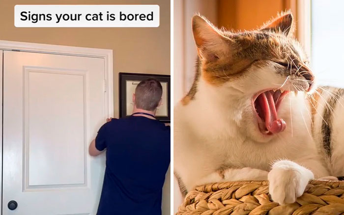 Pet-Care-Tips-Vet-Hunter-Finn-Tiktok