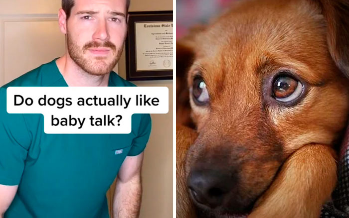 Pet-Care-Tips-Vet-Hunter-Finn-Tiktok