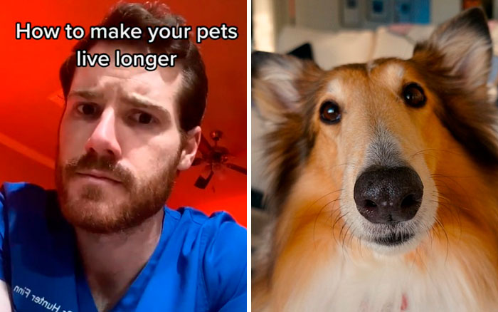 Pet-Care-Tips-Vet-Hunter-Finn-Tiktok