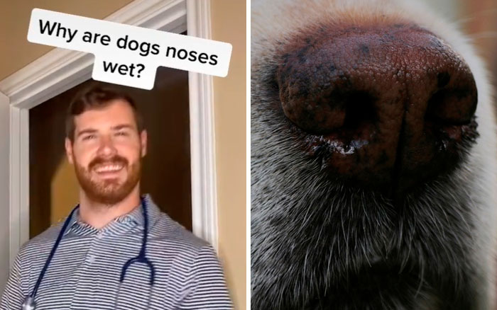 Pet-Care-Tips-Vet-Hunter-Finn-Tiktok