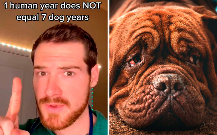 Pet-Care-Tips-Vet-Hunter-Finn-Tiktok