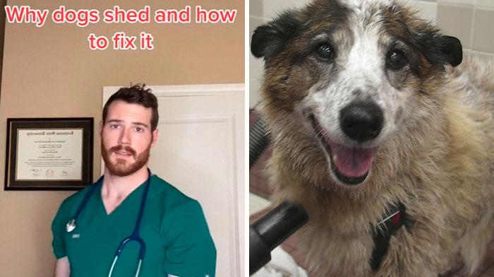 Pet-Care-Tips-Vet-Hunter-Finn-Tiktok