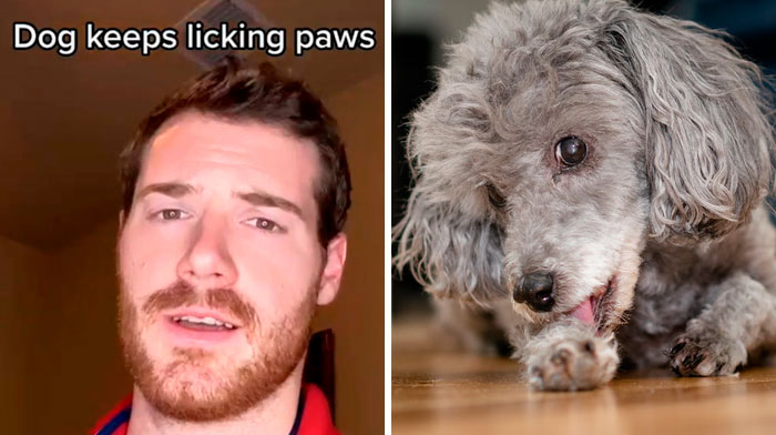 Pet-Care-Tips-Vet-Hunter-Finn-Tiktok