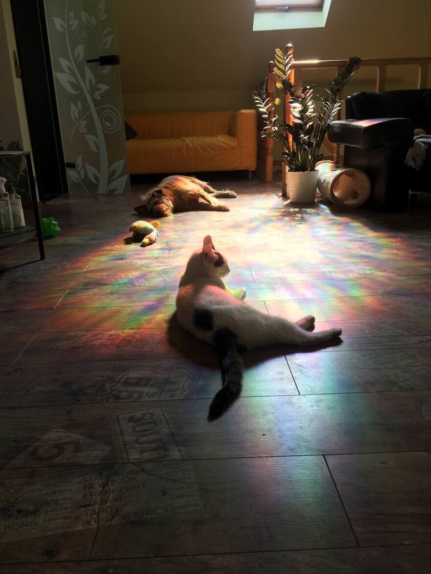 Most Lovely Cat Ever