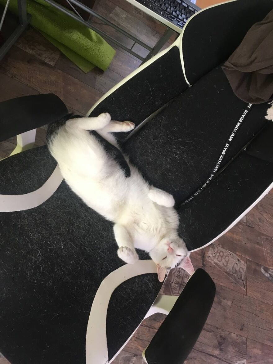 Most Lovely Cat Ever Most Lovely Cat Ever