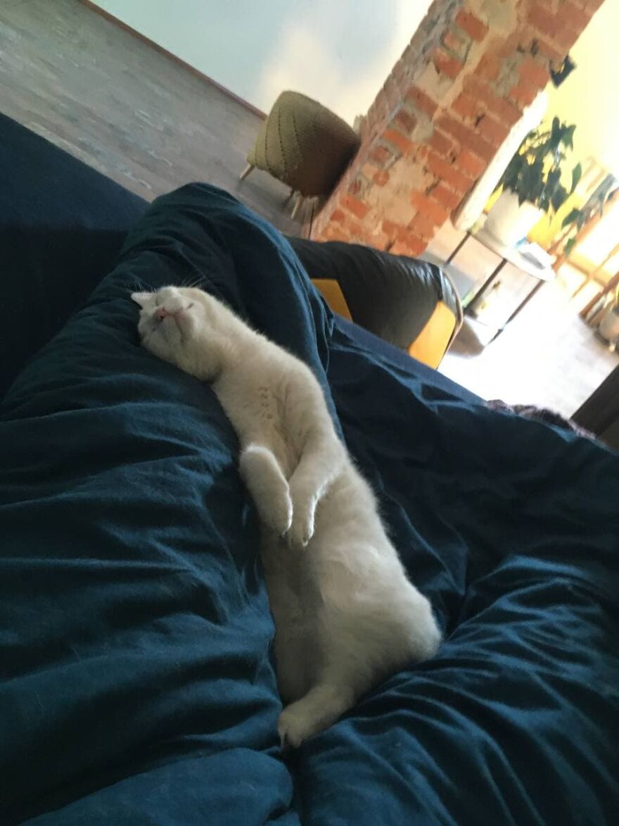 Most Lovely Cat Ever Most Lovely Cat Ever