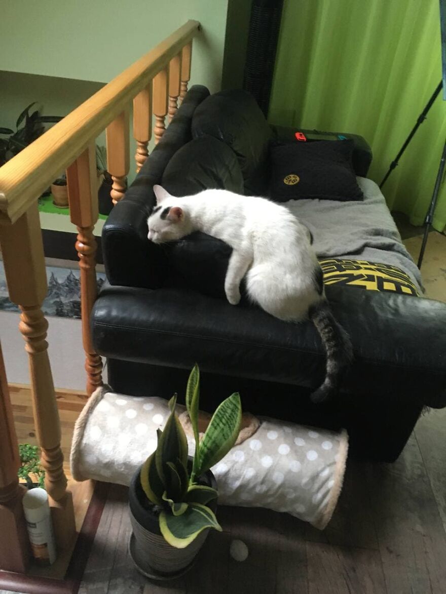 Most Lovely Cat Ever