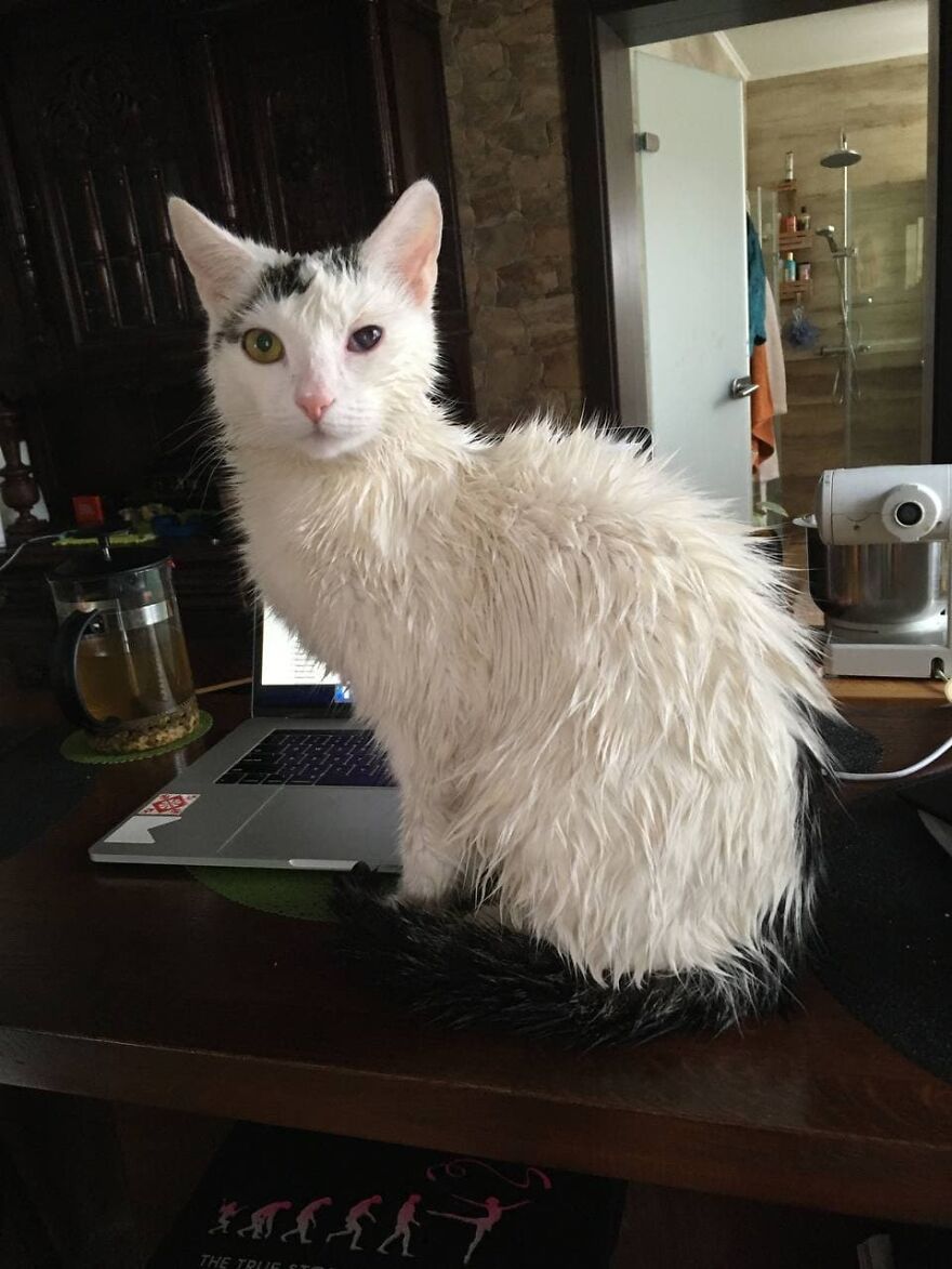 Most Lovely Cat Ever Most Lovely Cat Ever