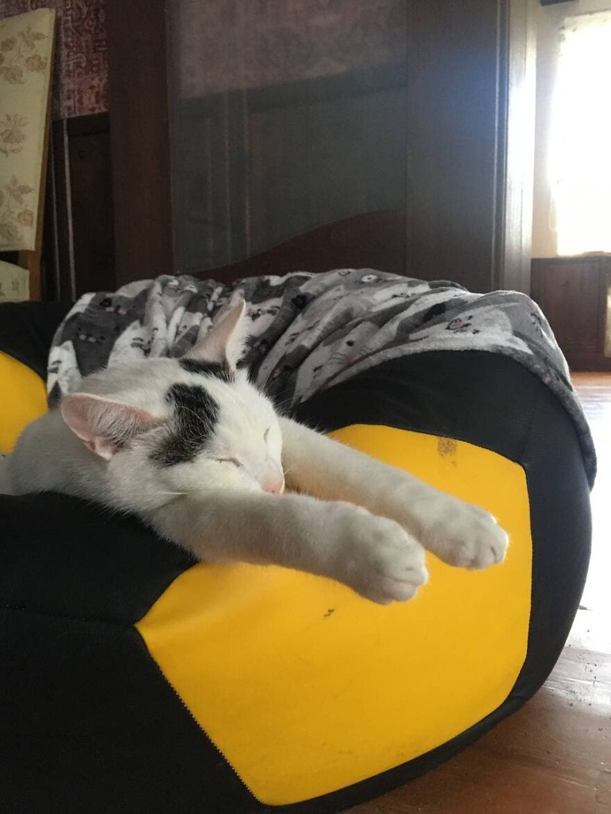 Most Lovely Cat Ever