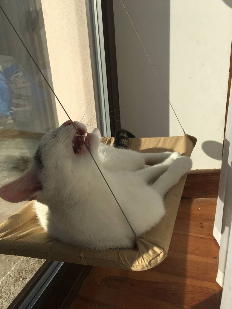 Most Lovely Cat Ever Most Lovely Cat Ever