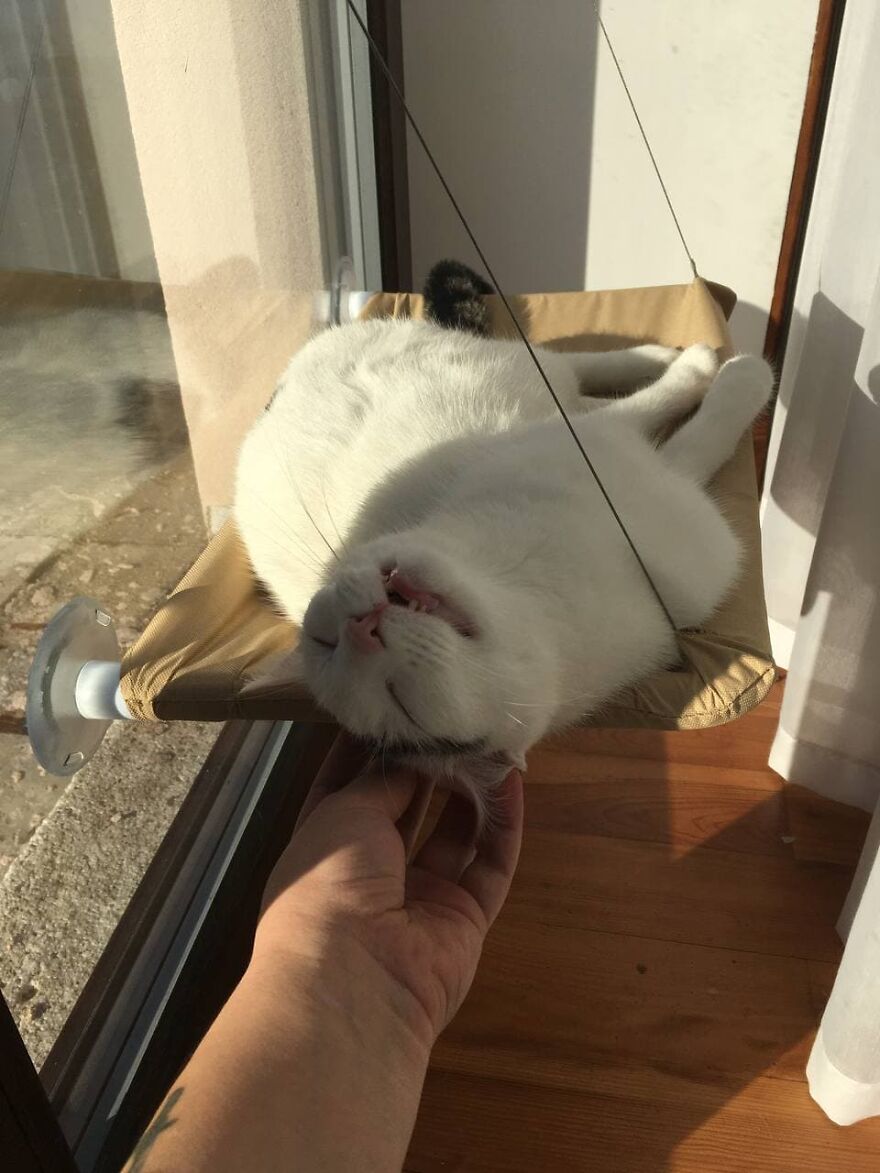 Most Lovely Cat Ever Most Lovely Cat Ever