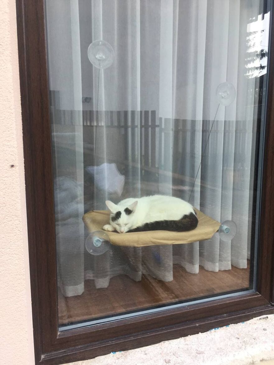 Most Lovely Cat Ever