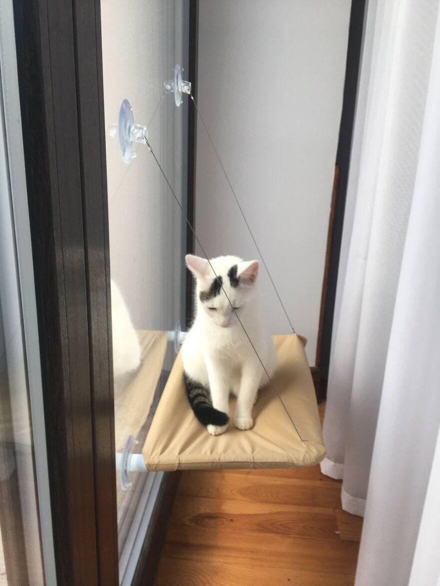 Most Lovely Cat Ever Most Lovely Cat Ever