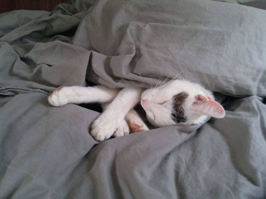 Most Lovely Cat Ever