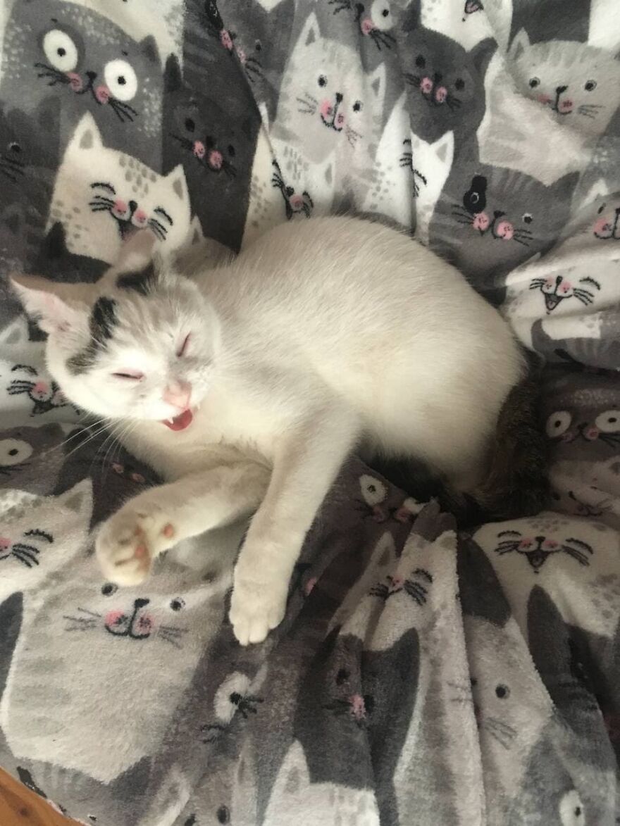 Most Lovely Cat Ever