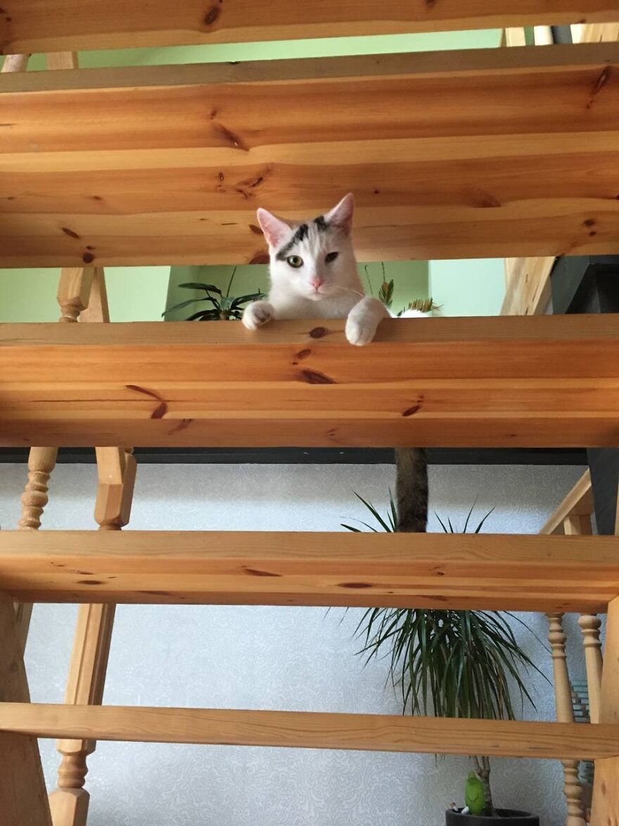 Most Lovely Cat Ever Most Lovely Cat Ever