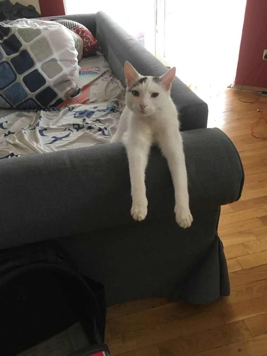 Most Lovely Cat Ever