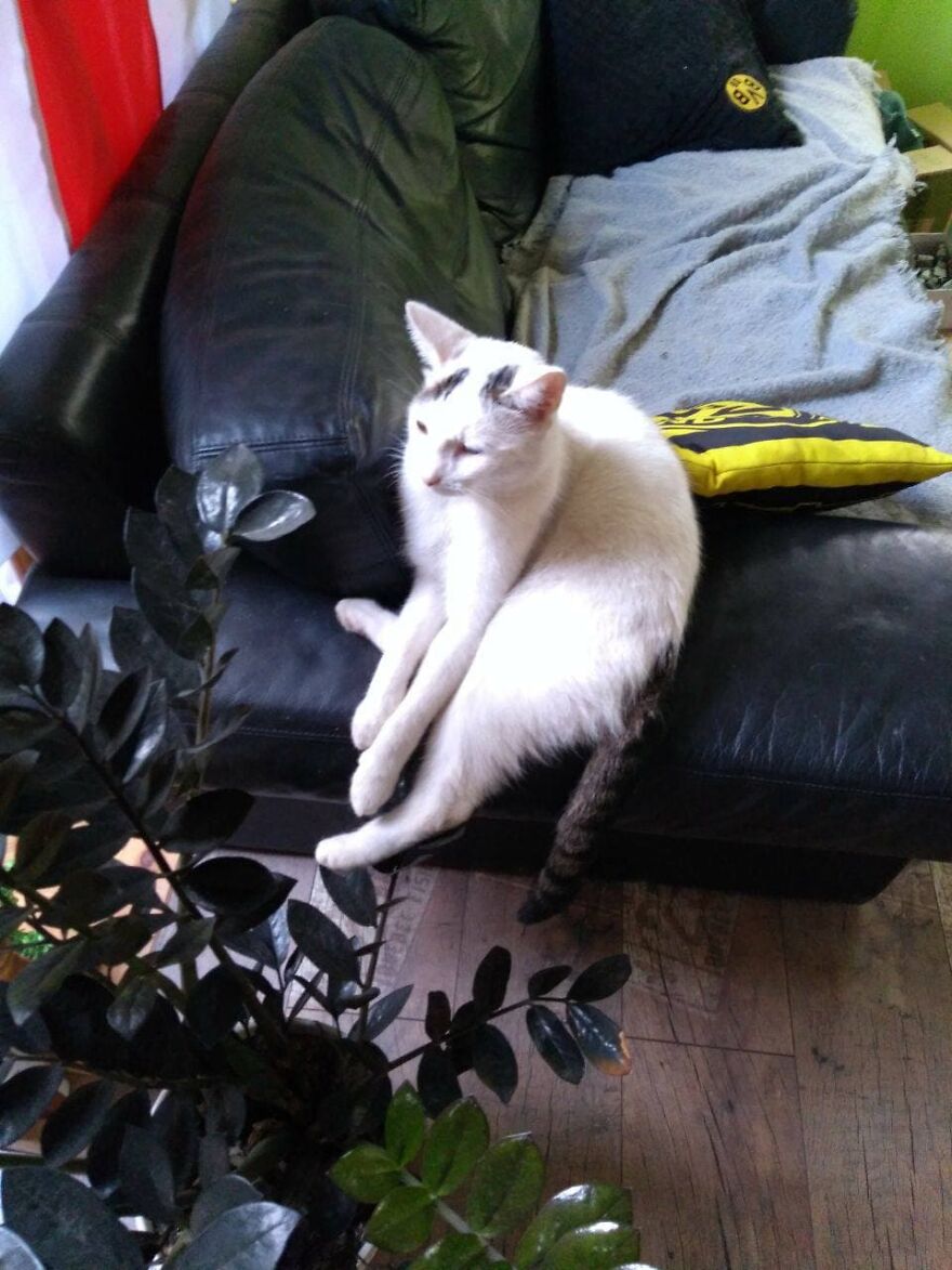 Most Lovely Cat Ever