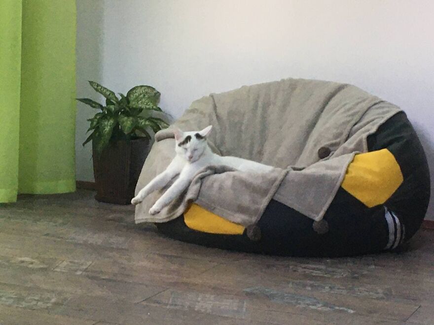 Most Lovely Cat Ever Most Lovely Cat Ever