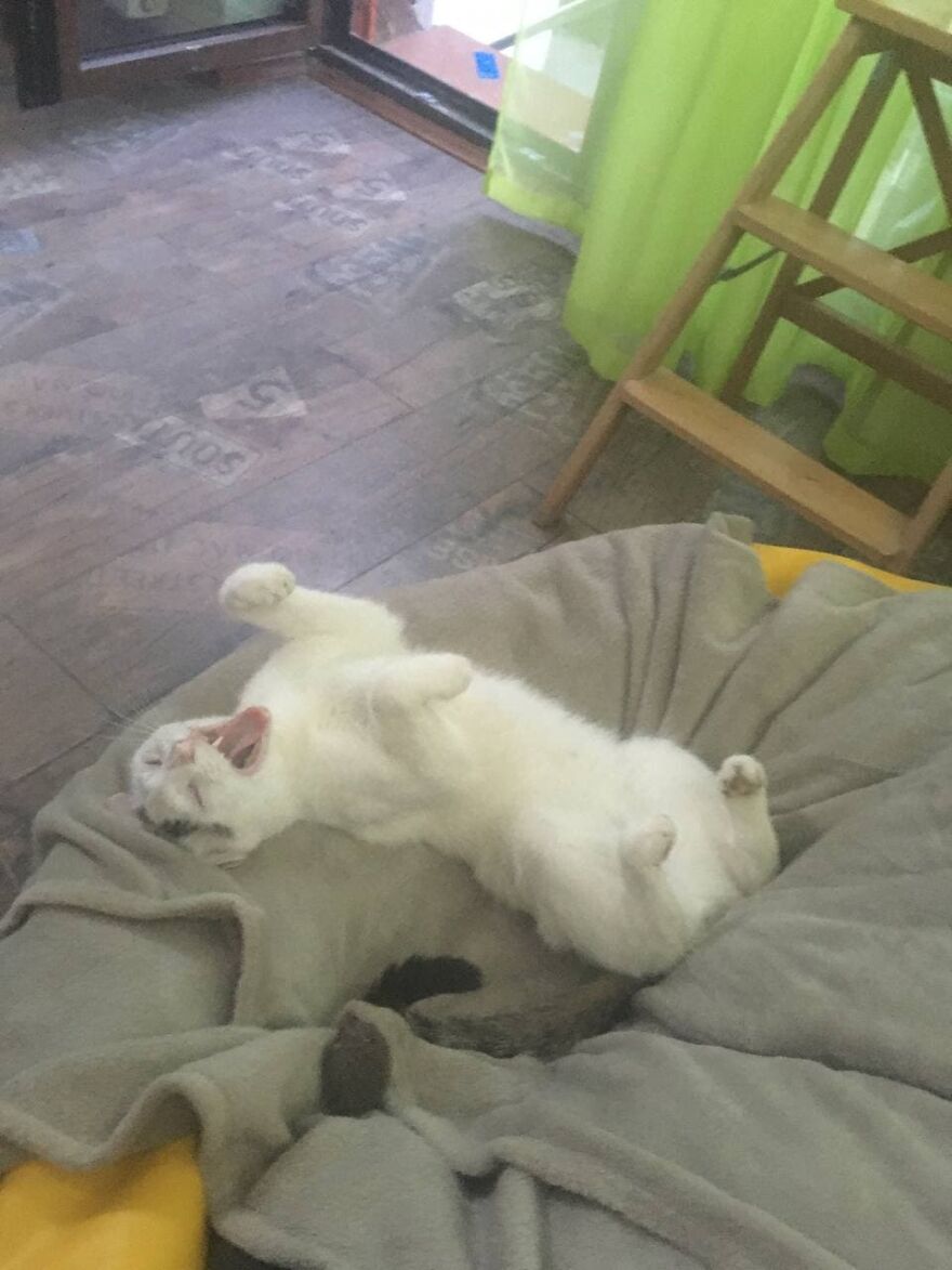 Most Lovely Cat Ever Most Lovely Cat Ever