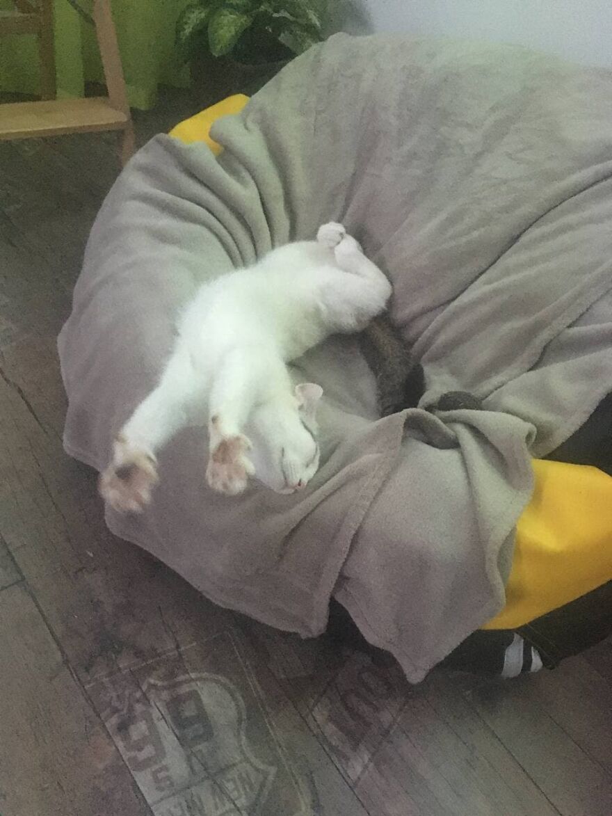 Most Lovely Cat Ever