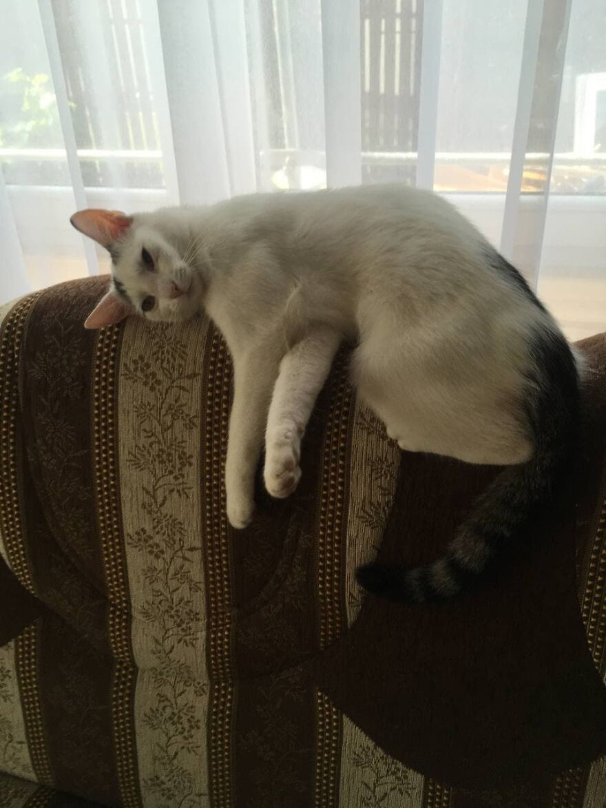 Most Lovely Cat Ever