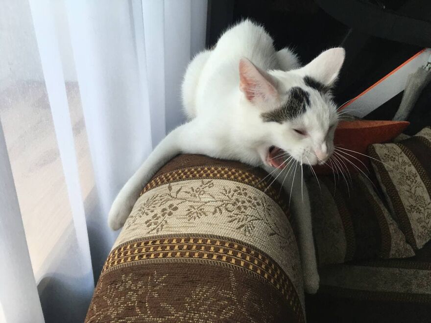 Most Lovely Cat Ever Most Lovely Cat Ever