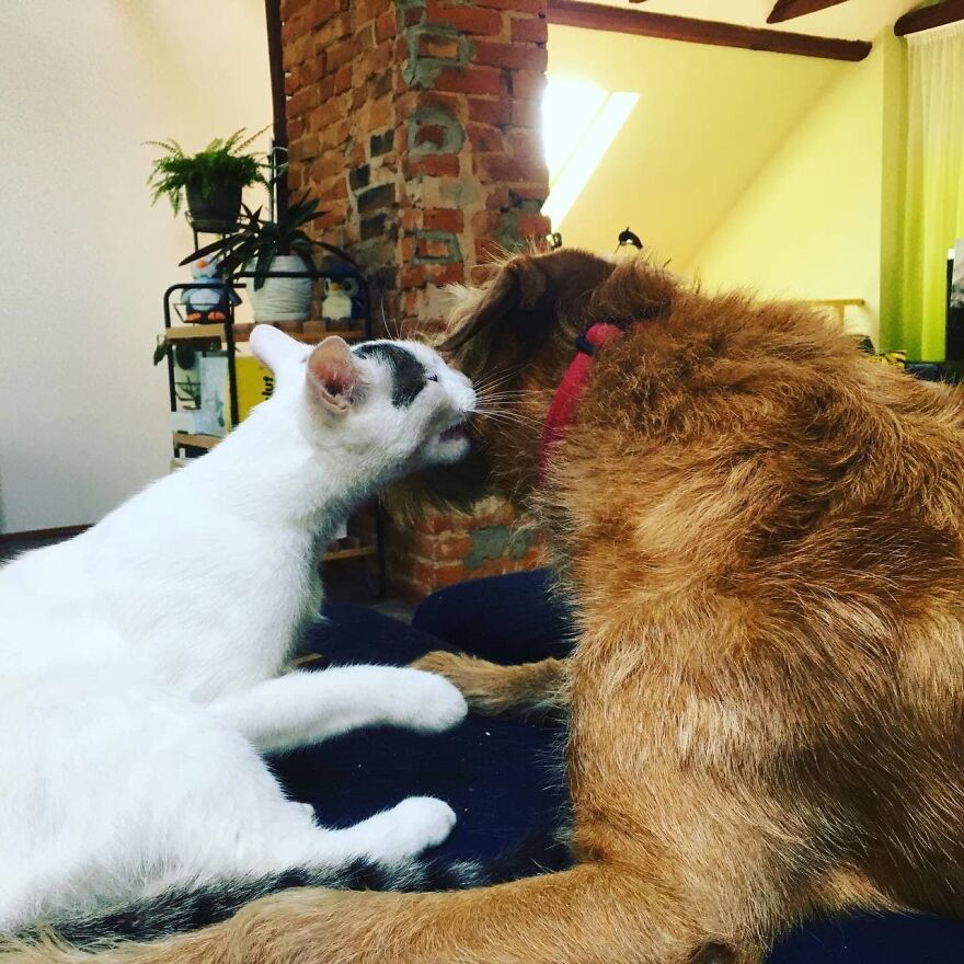 Most Lovely Cat Ever