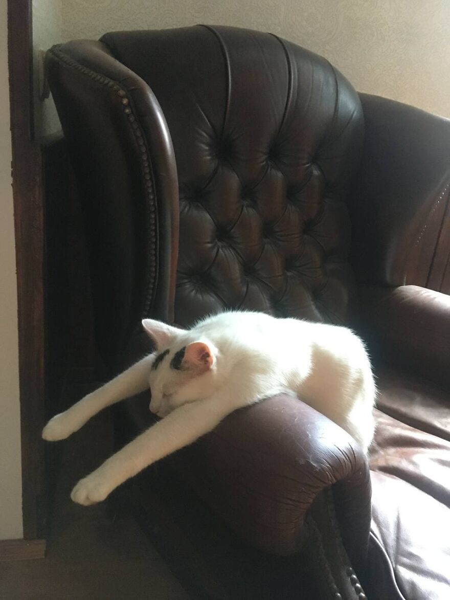 Most Lovely Cat Ever Most Lovely Cat Ever