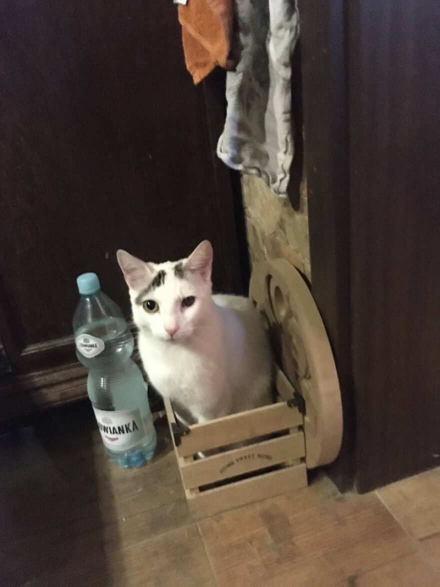 Most Lovely Cat Ever