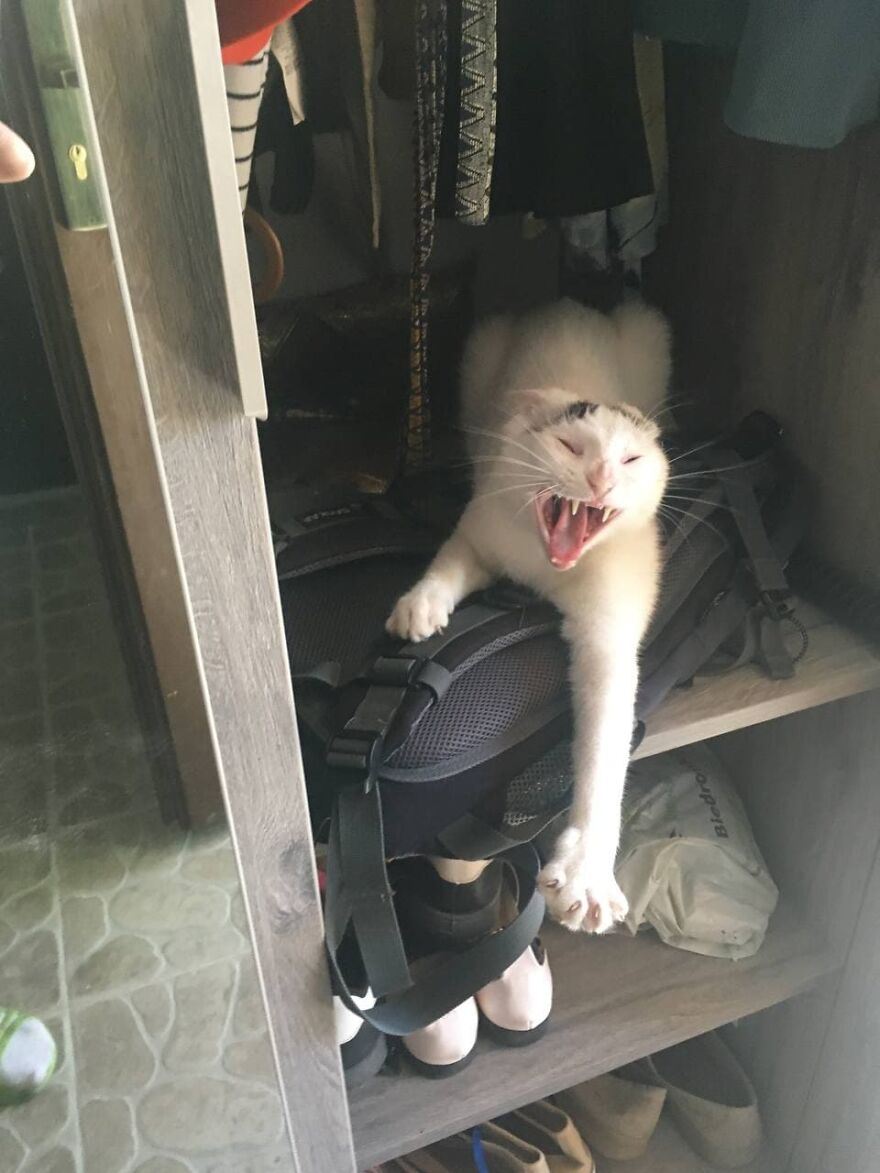 Most Lovely Cat Ever Most Lovely Cat Ever