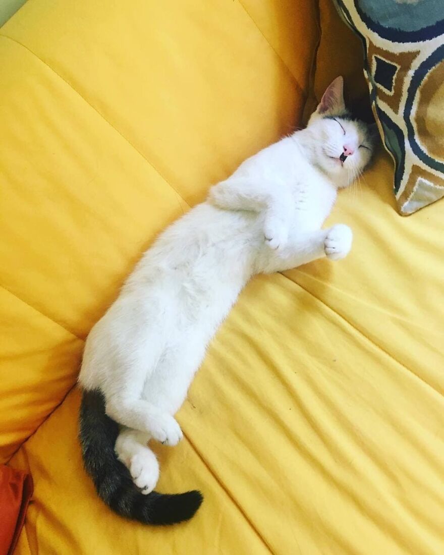 Most Lovely Cat Ever Most Lovely Cat Ever