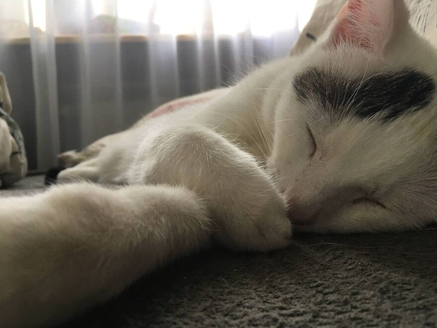 Most Lovely Cat Ever Most Lovely Cat Ever