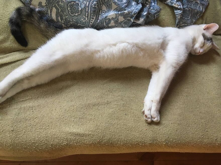 Most Lovely Cat Ever Most Lovely Cat Ever