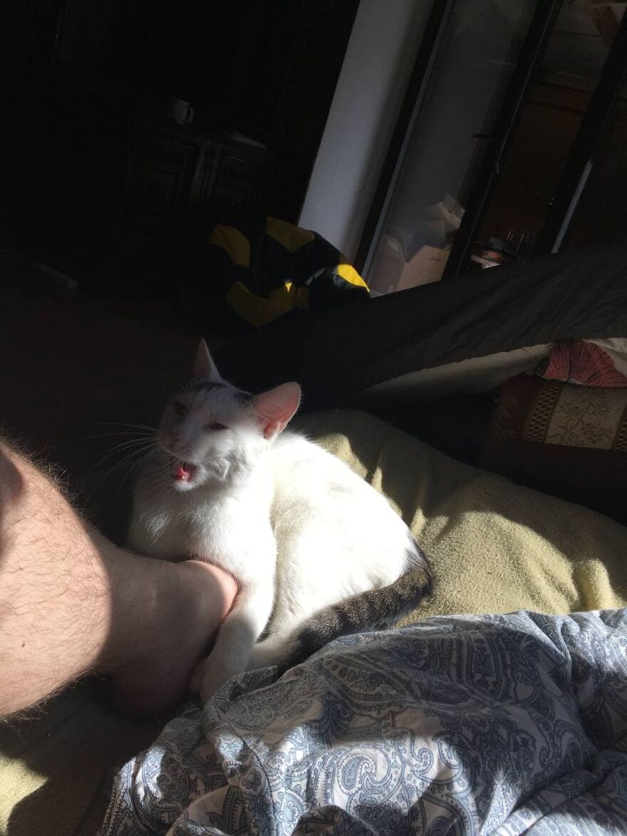 Most Lovely Cat Ever Most Lovely Cat Ever