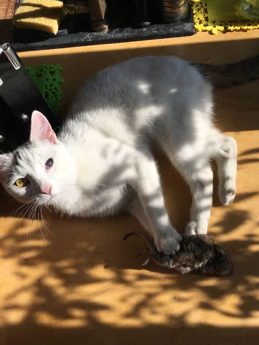 Most Lovely Cat Ever Most Lovely Cat Ever