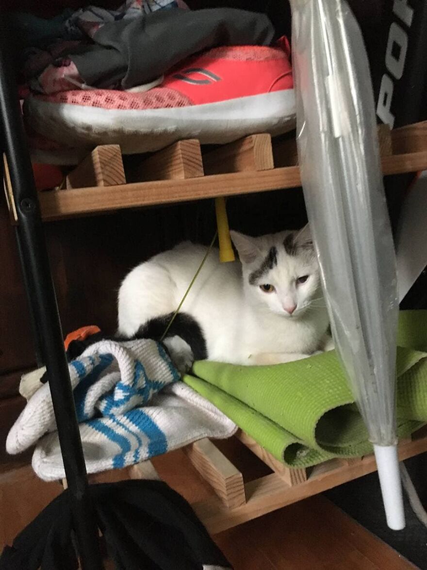 Most Lovely Cat Ever