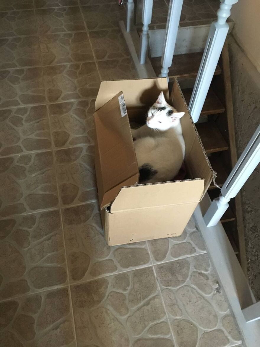 Most Lovely Cat Ever Most Lovely Cat Ever