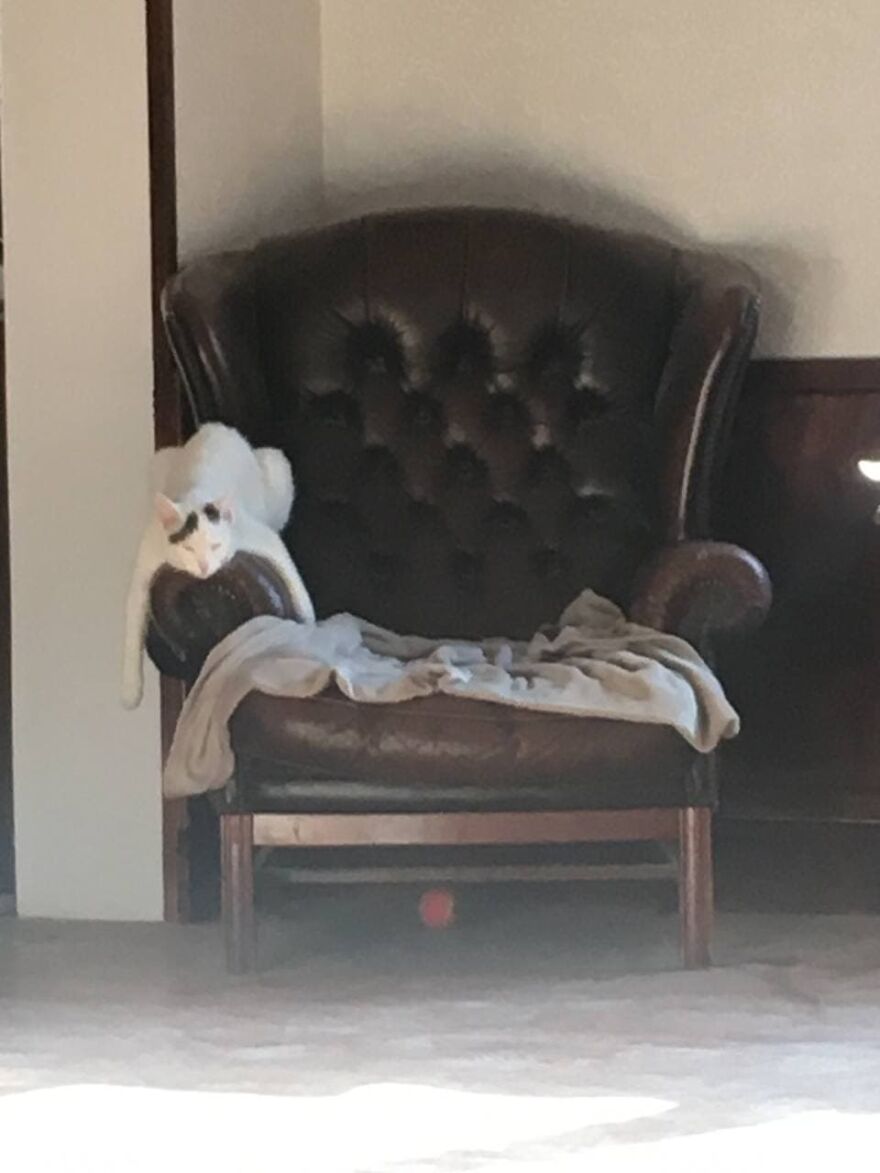 Most Lovely Cat Ever