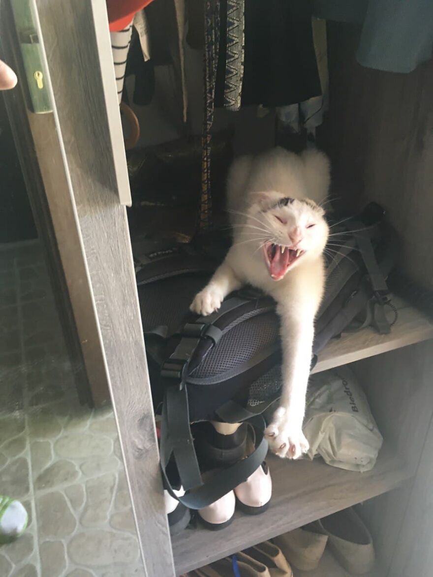 Most Lovely Cat Ever