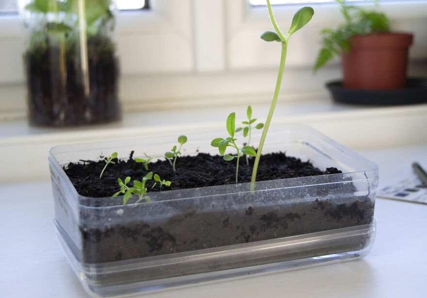 I Turn Old Paper Scraps Into Art That Grows When Planted In Soil I Turn Old Paper Scraps Into Art That Grows When Planted In Soil