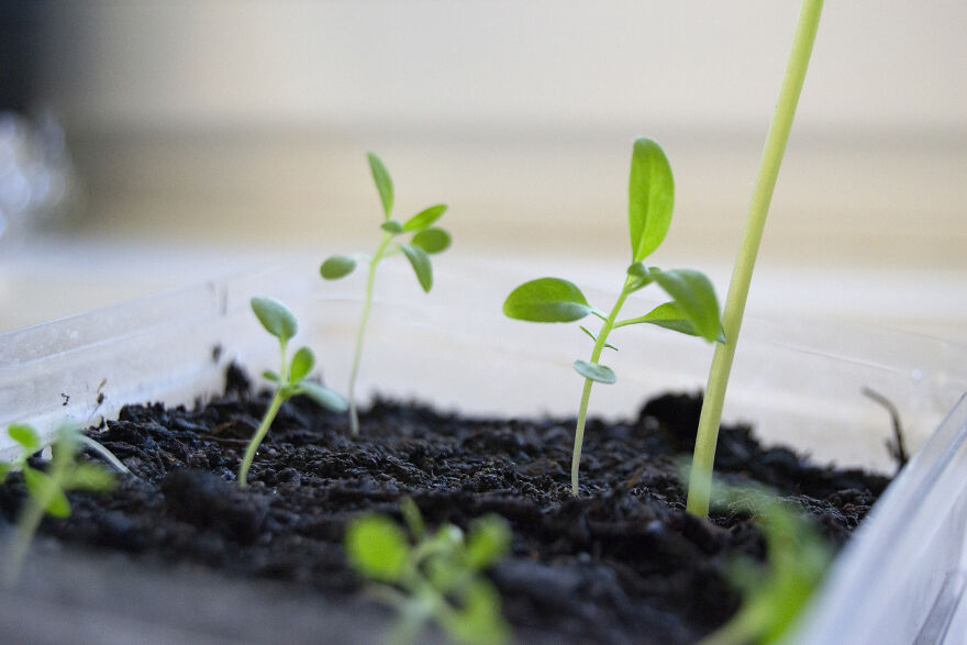 I Turn Old Paper Scraps Into Art That Grows When Planted In Soil I Turn Old Paper Scraps Into Art That Grows When Planted In Soil