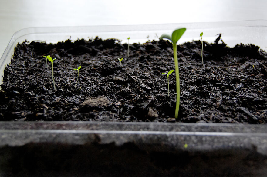 I Turn Old Paper Scraps Into Art That Grows When Planted In Soil I Turn Old Paper Scraps Into Art That Grows When Planted In Soil