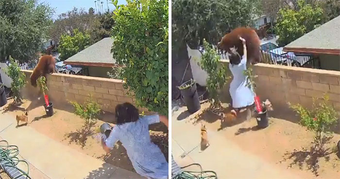 “I Have To Protect Her”: Courageous 17-Year-Old Saves Her Dog From An Aggressive Bear With Cubs By Pushing It Off A Fence
