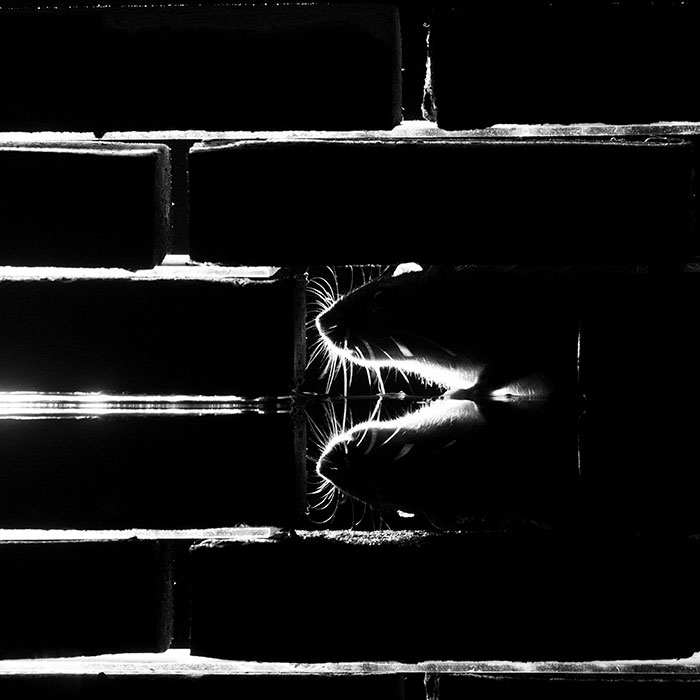 To Change People’s Negative Perceptions Of Rats, I Started Photographing Them In A Nice Way (19 Pics)