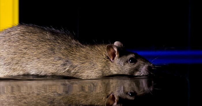 To Change People’s Negative Perceptions Of Rats, I Started Photographing Them In A Nice Way (19 Pics)