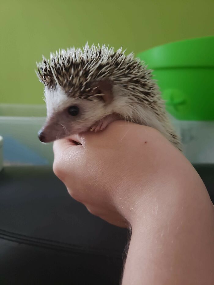 Spoutnik, Because He's A Little Ball With Spikes. Also, Sputnik Means Companion In Russian, Figured It Was A Good Name For A Pet