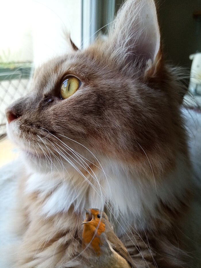 Did Mum Ran Out Of Treats?