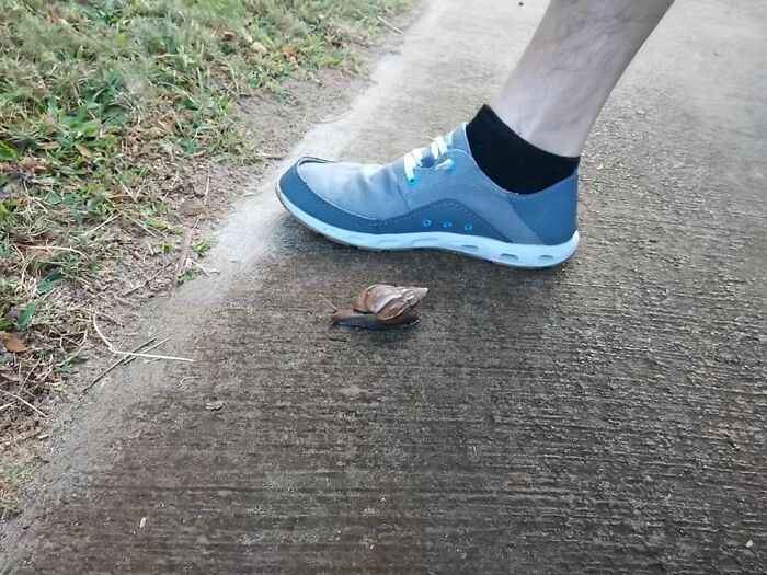 A Huge Snail We Saw In Kihei, Hawaii.